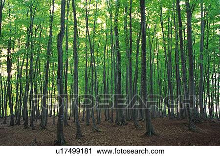 Trees in the Forest, Front View View Large Photo Image Stock Image - Trees in the Forest, Front View. Fotosearch