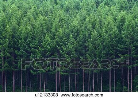 Stock Photo - Trees in the Forest, Front View. Fotosearch