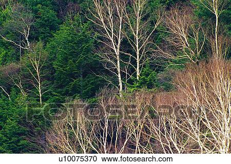Trees in the Forest, High Angle View View Large Photo Image Stock Image - Trees in the Forest, High Angle View. Fotosearch