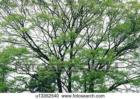 Stock Image - Trees in the Forest, High Angle View. Fotosearch