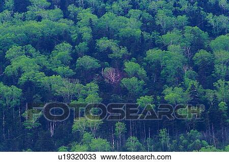 Trees in the Forest, High Angle View View Large Photo Image Stock Image - Trees in the Forest, High Angle View. Fotosearch