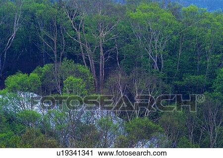 Stock Image - Trees in the Forest, High Angle View. Fotosearch