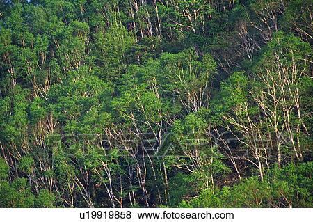 Stock Photo - Trees in the Forest, High Angle View. Fotosearch