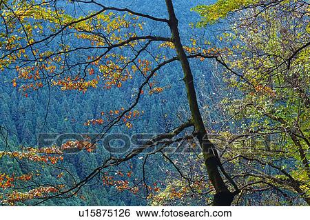 Stock Photograph - Trees in the Forest, High Angle View. Fotosearch