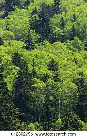 Stock Photography - Trees in the Forest, High Angle View. Fotosearch