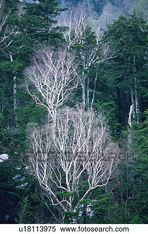 Stock Photography - Trees in the Forest, High Angle View. Fotosearch