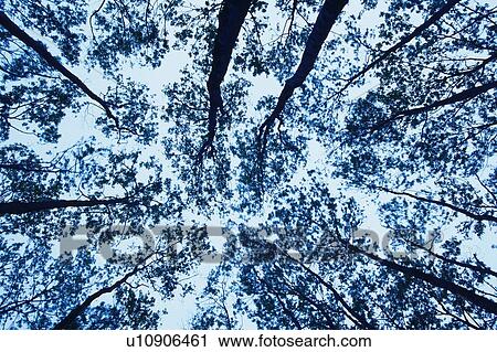 Stock Image - Trees in the Forest, Low Angle View. Fotosearch