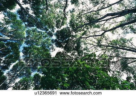 Trees in the Forest, Low Angle View View Large Photo Image Stock Image - Trees in the Forest, Low Angle View. Fotosearch