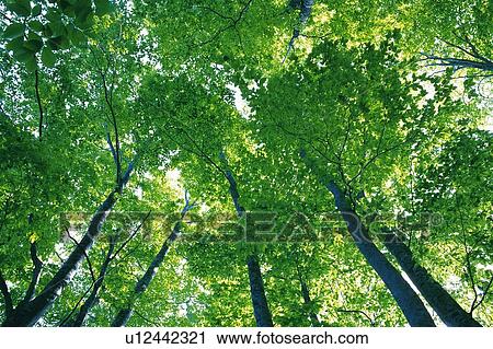 Stock Image - Trees in the Forest, Low Angle View. Fotosearch