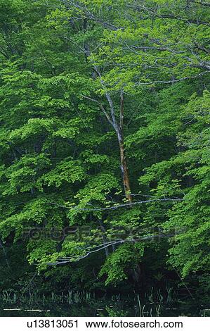 Trees in the Forest, Low Angle View View Large Photo Image Stock Image - Trees in the Forest, Low Angle View. Fotosearch