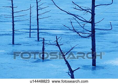 Stock Image - Trees in the Frozen Lake, High Angle View. Fotosearch