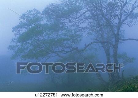 Stock Image - Trees in the Mist, Front View. Fotosearch