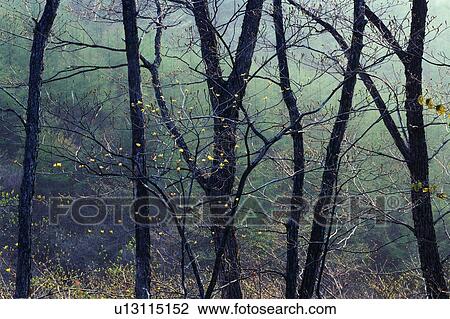Stock Image - Trees in the Mist, Front View. Fotosearch