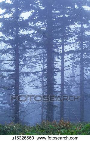 Trees in the Mist, Front View View Large Photo Image Stock Image - Trees in the Mist, Front View. Fotosearch
