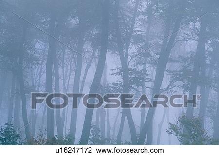 Stock Image - Trees in the Mist, Front View. Fotosearch