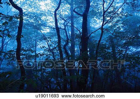 Stock Image - Trees in the Mist, Front View. Fotosearch