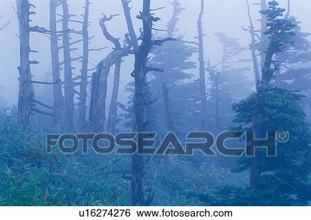 Stock Photograph - Trees in the Mist, Front View. Fotosearch