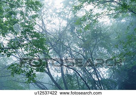 Trees in the Mist, Low Angle View View Large Photo Image Stock Image - Trees in the Mist, Low Angle View. Fotosearch