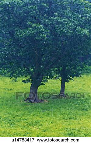 Stock Photo - Trees in the Park, High Angle View. Fotosearch