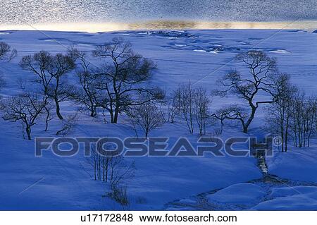Stock Photo - Trees in the Snow Field, High Angle View. Fotosearch