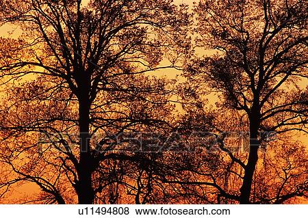Trees in the Sunset, High Angle View View Large Photo Image Stock Photo - Trees in the Sunset, High Angle View. Fotosearch