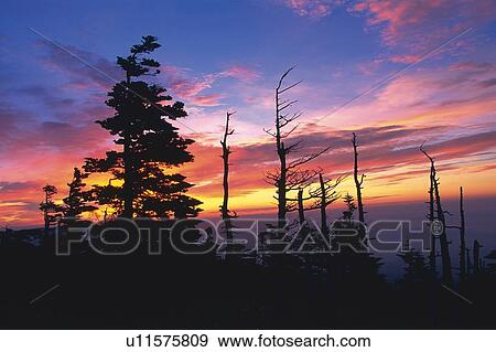 Stock Photo - Trees in the Sunset, Low Angle View. Fotosearch