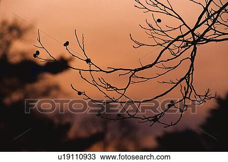 Stock Image - Twig in the Sunset, Close Up. Fotosearch