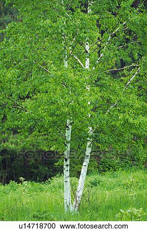 White Birch in the Field, Front View View Large Photo Image Stock Image - White Birch in the Field, Front View. Fotosearch