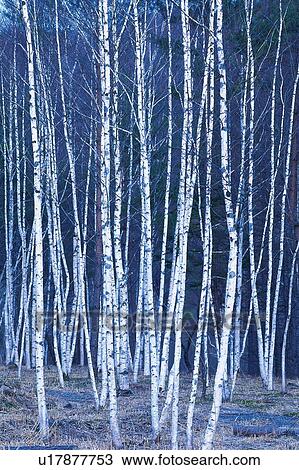 Stock Image - White Birch in the Field, Front View. Fotosearch