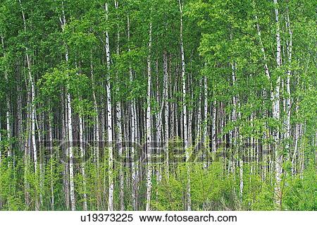 White Birch in the Forest, Front View View Large Photo Image Stock Photography - White Birch in the Forest, Front View. Fotosearch