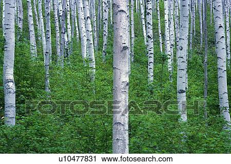 Stock Image - White Birch in the Forest, Low Angle View. Fotosearch