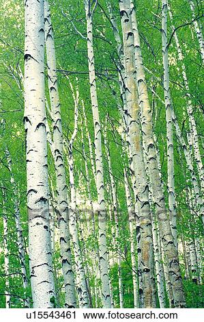 Stock Image - White Birch in the Woods, Low Angle View. Fotosearch