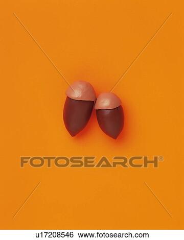 Clay Craft, Acorn, Front View View Large Photo Image Stock Photograph - Clay Craft, Acorn, Front View. Fotosearch
