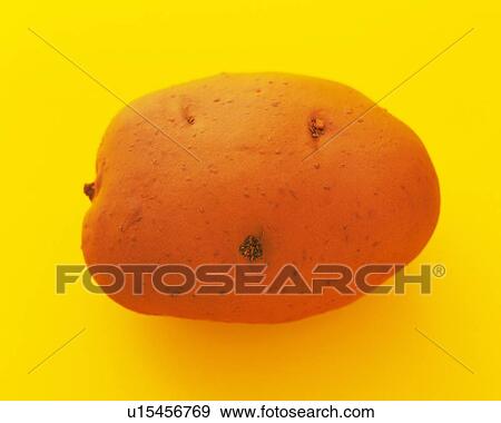 Clay Craft, Potato, Close Up View Large Photo Image Stock Photo - Clay Craft, Potato, Close Up. Fotosearch