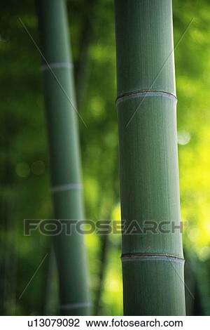 Stock Image -  a Bamboo Tree, Surrounded By a Green Environment, Front View, Differential Focus. Fotosearch