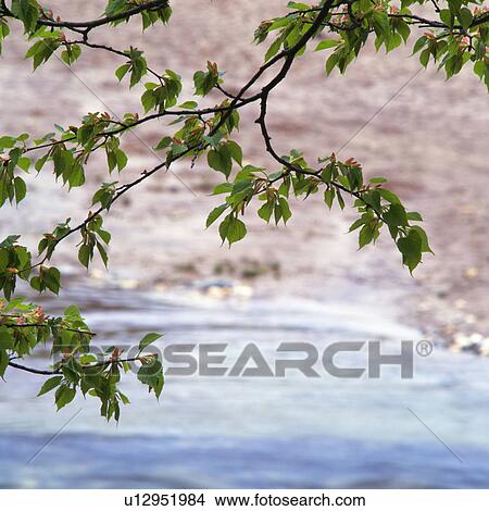 Picture -  a Branch With Leaves, Over a Floating Lake, High Angle View, Differential Focus. Fotosearch