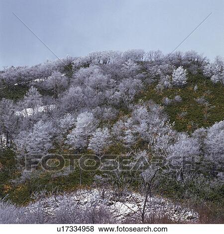a Bunch of Cherry Trees Standing on a Hill, Low Angle View, Fukushima Prefecture, Japan View Large Photo Image Stock Photo - a Bunch of Cherry Trees Standing on a Hill, Low Angle View, Fukushima Prefecture, Japan. Fotosearch