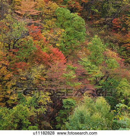 Stock Photo -  a Bunch of Colored Leaves, High Angle View, Gunma Prefecture, Japan. Fotosearch