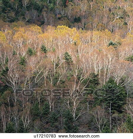 Stock Image -  a Bunch of Different-colored Trees, a Forest, High Angle View, Gunma Prefecture, Japan. Fotosearch