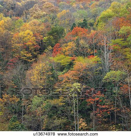 a Bunch of Trees With Different-colored Leaves, Standing on a Hill, Low Angle View, Gunma Prefecture, Japan View Large Photo Image Stock Photo - a Bunch of Trees With Different-colored Leaves, Standing on a Hill, Low Angle View, Gunma Prefecture, Japan. Fotosearch