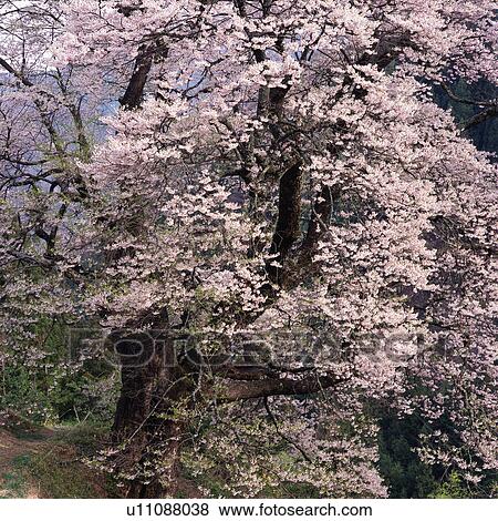 a Cherry Tree, Blossoming, High Angle View, Nagano Prefecture, Japan View Large Photo Image Stock Photo - a Cherry Tree, Blossoming, High Angle View, Nagano Prefecture, Japan. Fotosearch