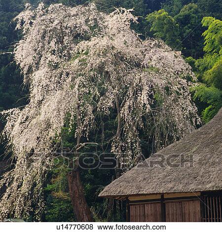 a Cherry Tree Standing Next to a Japanese-style House, Front View View Large Photo Image Stock Photo - a Cherry Tree Standing Next to a Japanese-style House, Front View. Fotosearch