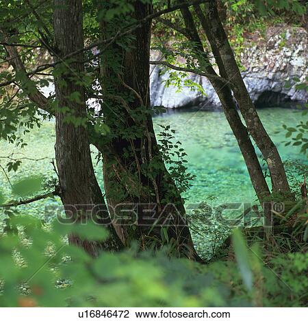 a Couple of Trees, Standing on the Side of a Little, Transparent Lake, High Angle View, Differential Focus, Nagano Prefecture, Japan View Large Photo Image Stock Image - a Couple of Trees, Standing on the Side of a Little, Transparent Lake, High Angle View, Differential Focus, Nagano Prefecture, Japan. Fotosearch