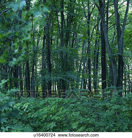 a Forest and Its Enormous Number of Trees, Front View, Aomori Prefecture, Japan View Large Photo Image Picture - a Forest and Its Enormous Number of Trees, Front View, Aomori Prefecture, Japan. Fotosearch