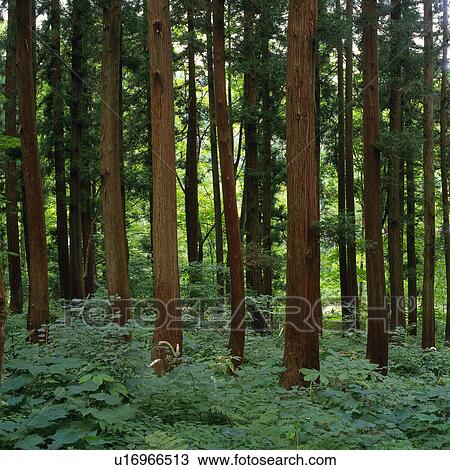 a Forest and Its Tree Trunks, Front View, Niigata Prefecture, Japan View Large Photo Image Stock Image - a Forest and Its Tree Trunks, Front View, Niigata Prefecture, Japan. Fotosearch