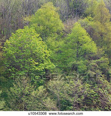 Stock Photo -  a Forest, High Angle View, Nagano Prefecture, Japan. Fotosearch