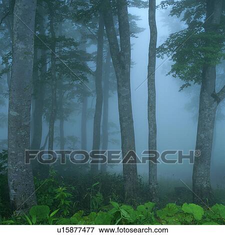 a Forest, Surrounded By Fog and Mist, Front View, Soft Focus, Nagano Prefecture, Japan View Large Photo Image Stock Photo - a Forest, Surrounded By Fog and Mist, Front View, Soft Focus, Nagano Prefecture, Japan. Fotosearch
