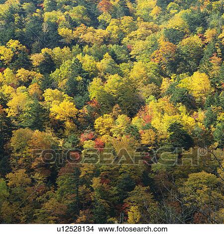 Picture -  a Forest With a Bunch of Different-colored Leaves, High Angle View, Nagano Prefecture, Japan. Fotosearch