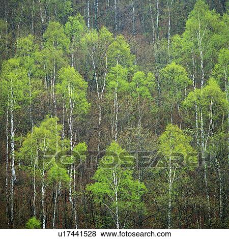Stock Photo -  a Forest With Different-colored Trees, Standing on a Hill, High Angle View. Fotosearch