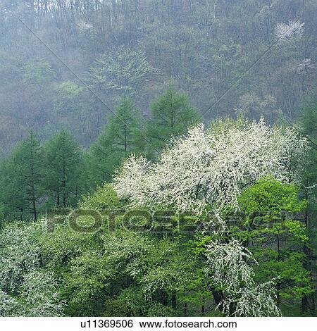 Stock Photograph -  a Forest, With Different Trees, Surrounded By Fog and Mist, High Angle View. Fotosearch